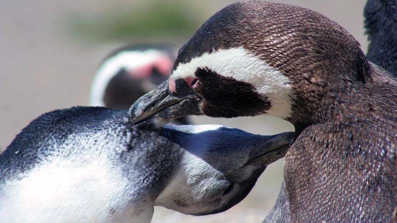 Puerto Madryn - Pingüinos Magallánicos