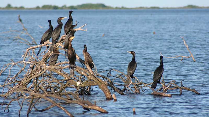 Esteros del Iberá - Colonia de Pájaros