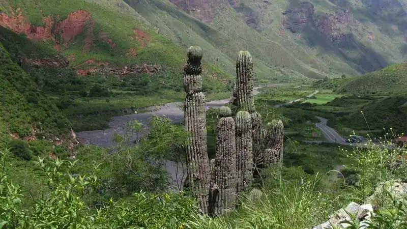 Mini Safari Movitrack