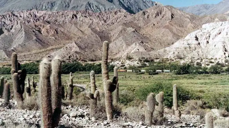 Mini Safari Movitrack