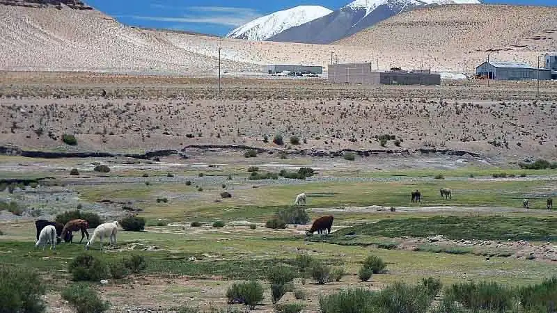 Mini Safari Movitrack