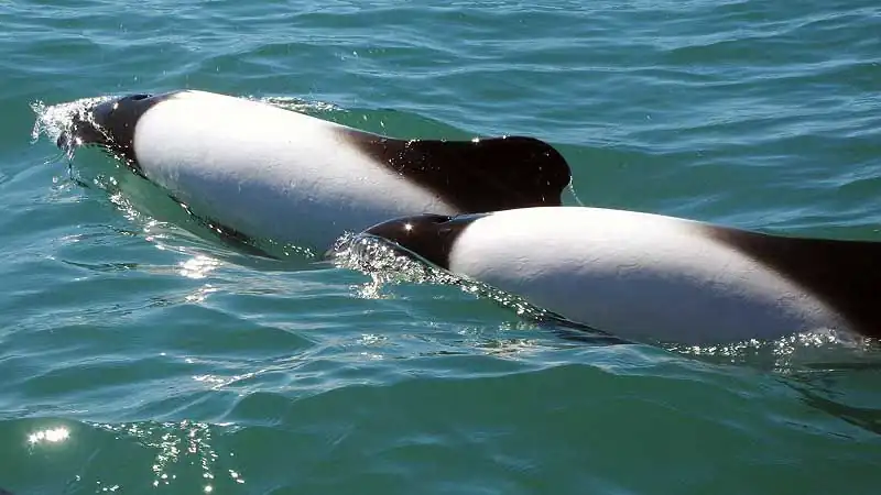Valle Inferior, Gaiman y Museo Paleontológico de Trelew 