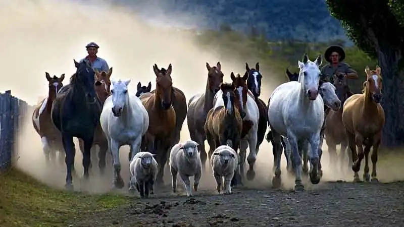 Día de Campo en Estancia Nibepo Aike