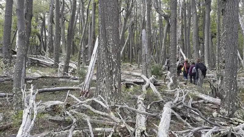 Aventura a los Glaciares Escondidos 