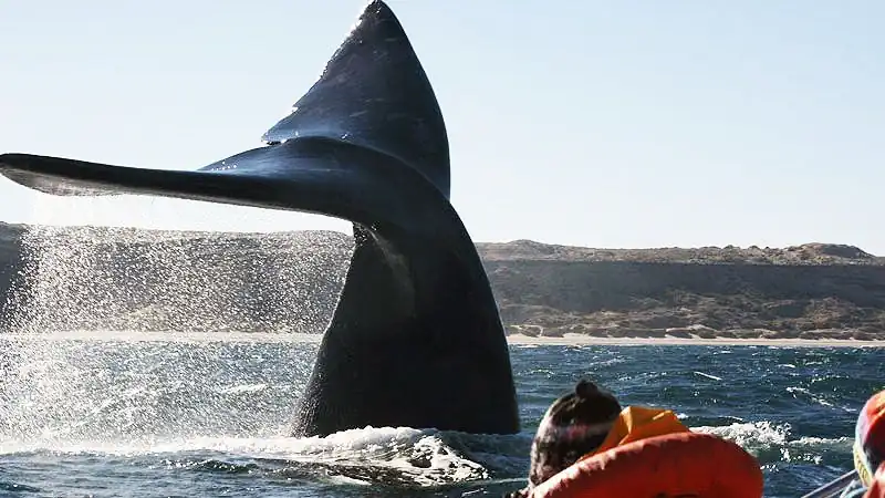 Navegación Avistaje de Ballenas