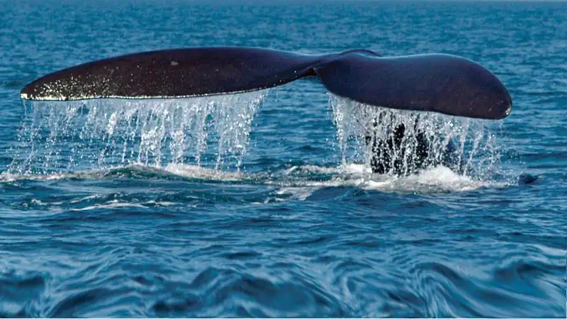 Navegación Avistaje de Ballenas