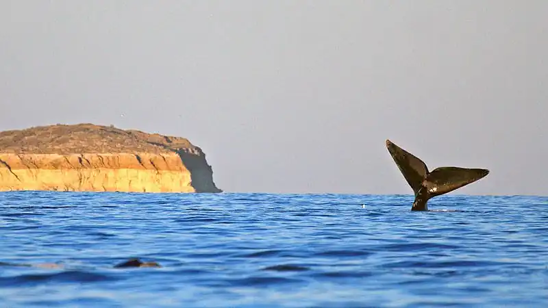 Navegación Avistaje de Ballenas