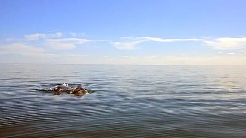 Navegación Avistaje de Ballenas