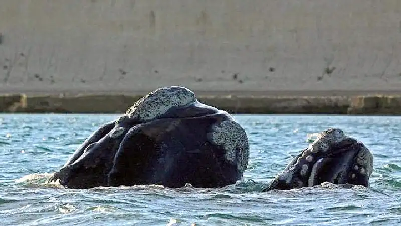 Navegación Avistaje de Ballenas