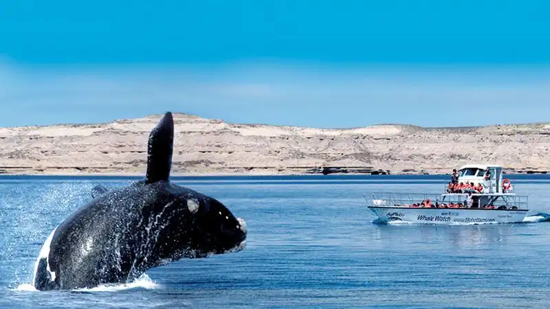 Navegación Avistaje de Fauna Marina 