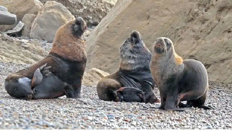 Navegación Avistaje de Fauna Marina 