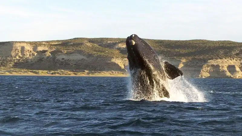Navegación Avistaje de Fauna Marina 