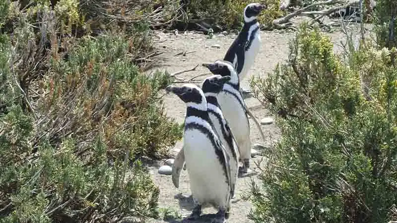 Caminata con Pingüinos 