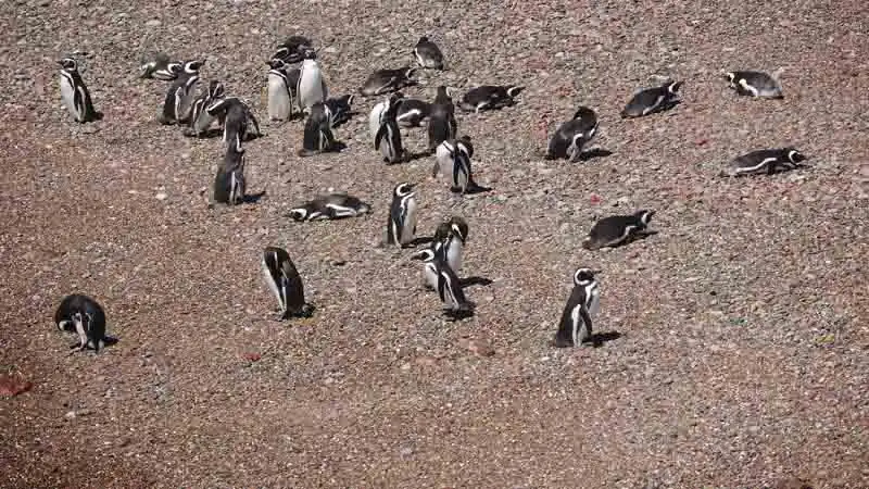 Caminata con Pingüinos 
