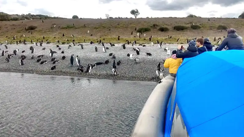 Isla Gable y Pingüinera con canoas