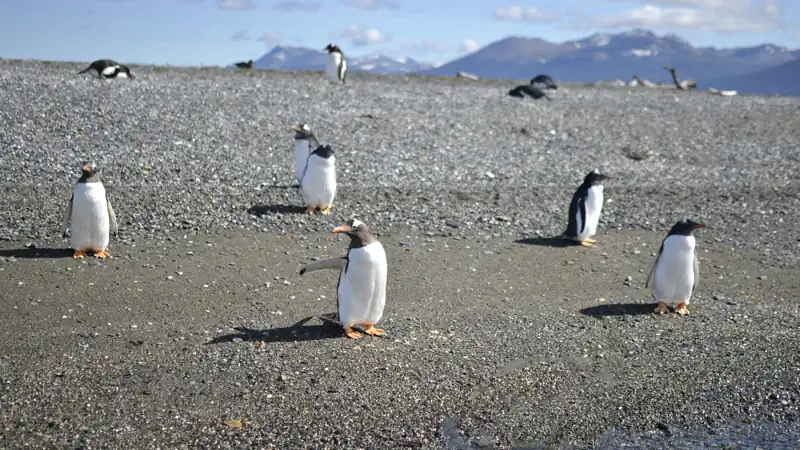 Isla Gable y Pingüinera con canoas