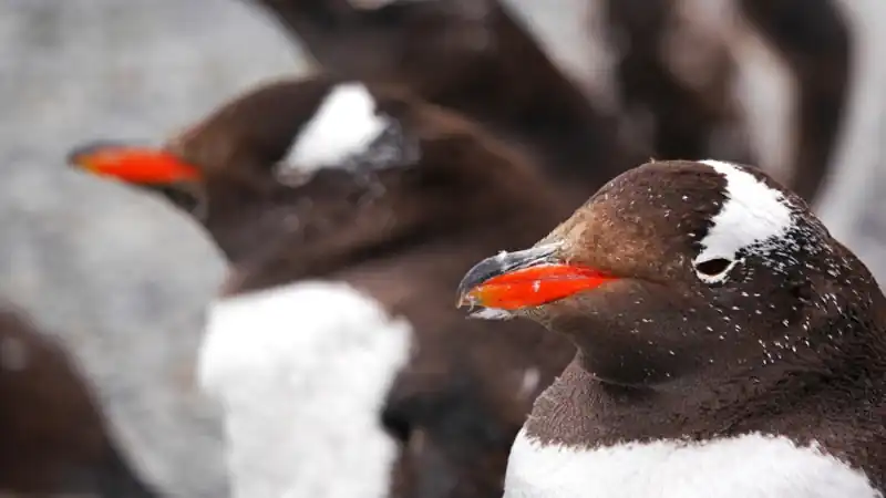Caminata con pingüinos con navegación por el Canal Beagle