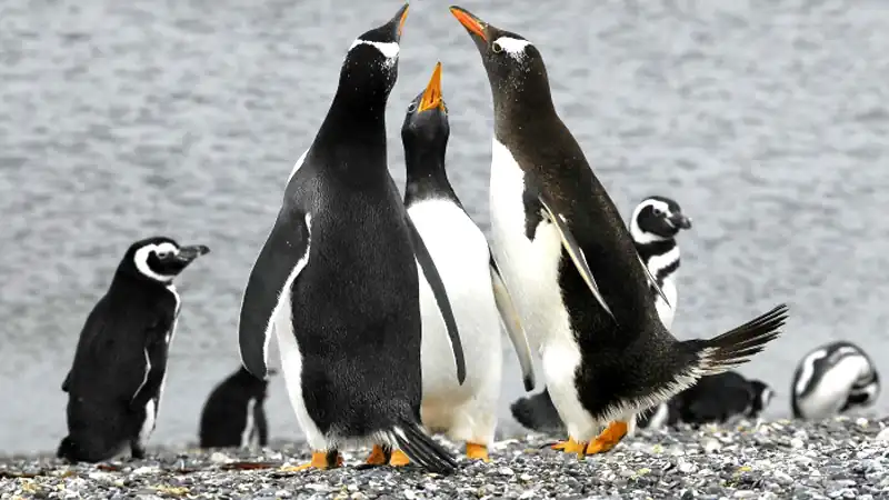 Caminata con pingüinos con navegación por el Canal Beagle