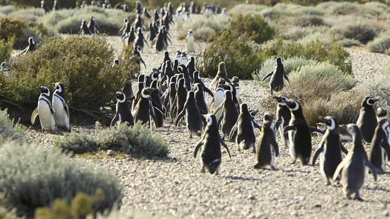 Caminata con pingüinos con navegación por el Canal Beagle
