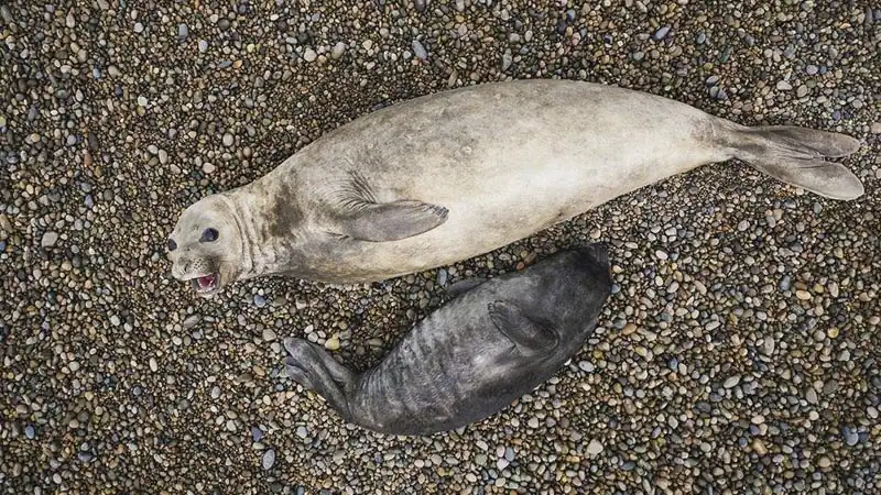 Pingüinera en Estancia El Pedral