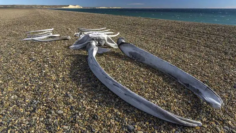 Pingüinera en Estancia El Pedral