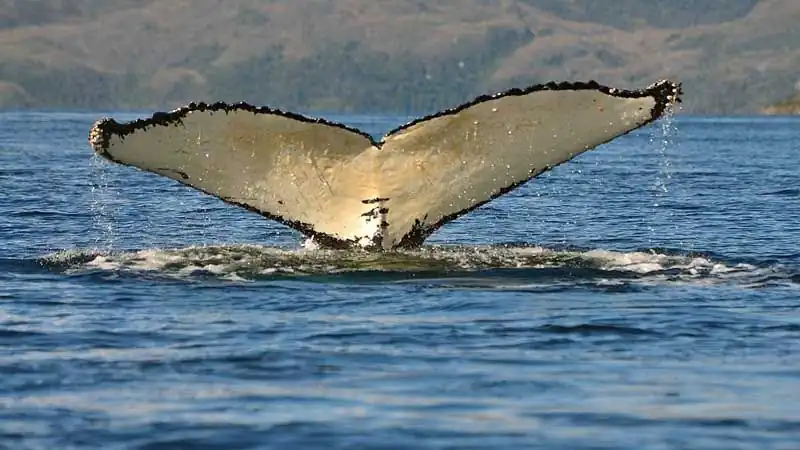 Vuelta a la Península Valdés