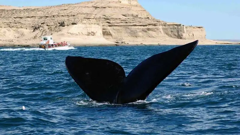 Vuelta a la Península Valdés