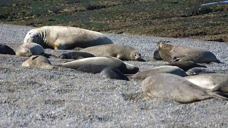 Vuelta a la Península Valdés
