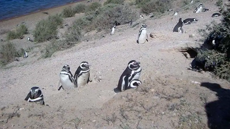 Vuelta a la Península Valdés