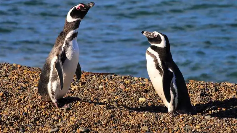 Punta Tombo y Playa Unión