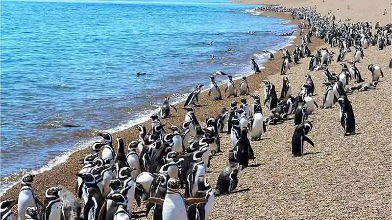 Punta Tombo y Playa Unión