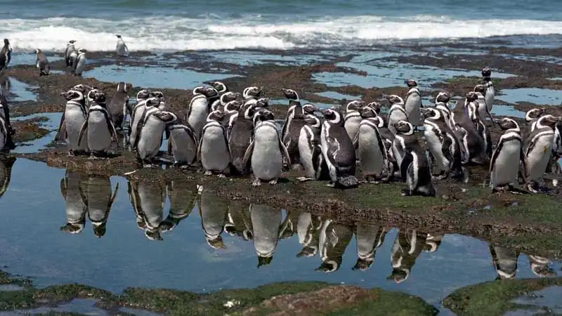 Punta Tombo y Playa Unión