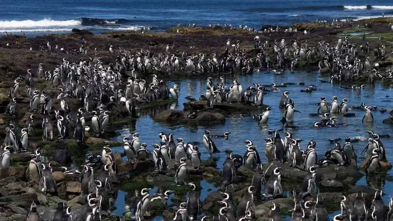 Punta Tombo y Playa Unión