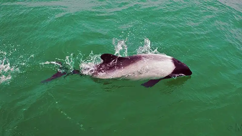 Punta Tombo y Playa Unión