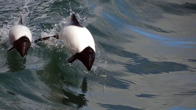 Punta Tombo y Playa Unión