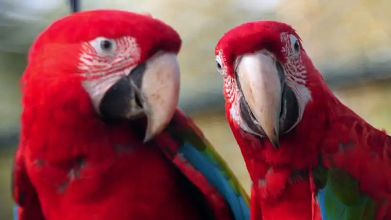 Bioparque Temaiken - Tierra de Vida