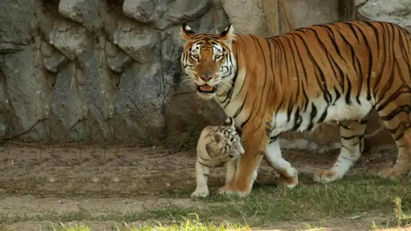 Bioparque Temaiken - Tierra de Vida