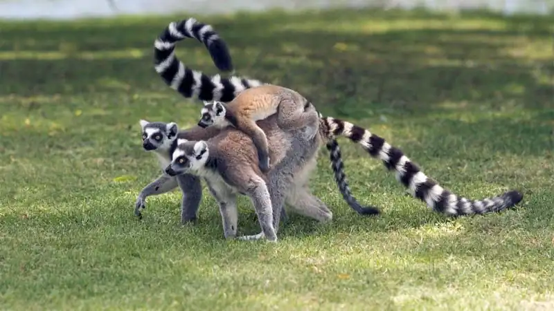 Bioparque Temaiken - Tierra de Vida