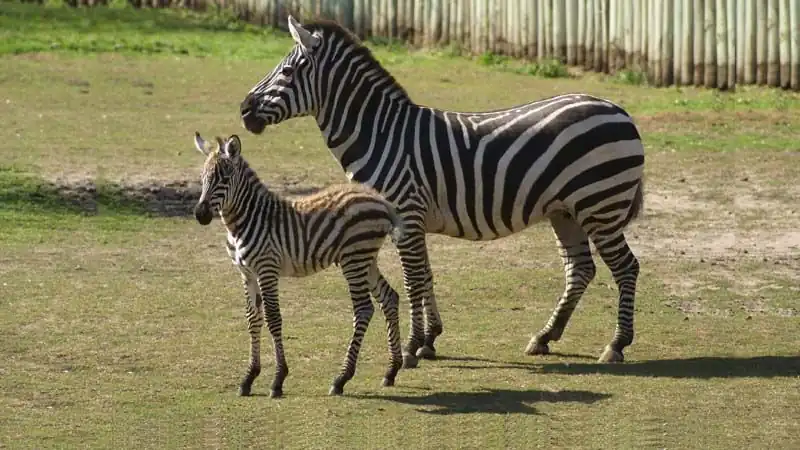 Bioparque Temaiken - Tierra de Vida