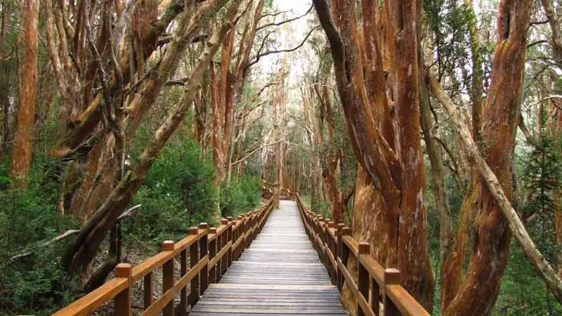 Isla Victoria y Bosque de Arrayanes