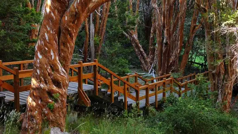 Isla Victoria y Bosque de Arrayanes