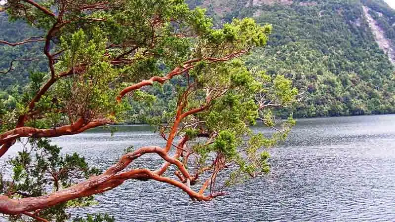 Isla Victoria y Bosque de Arrayanes