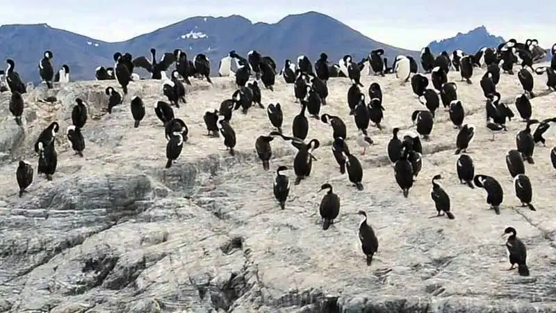 Navegación por el Canal de Beagle