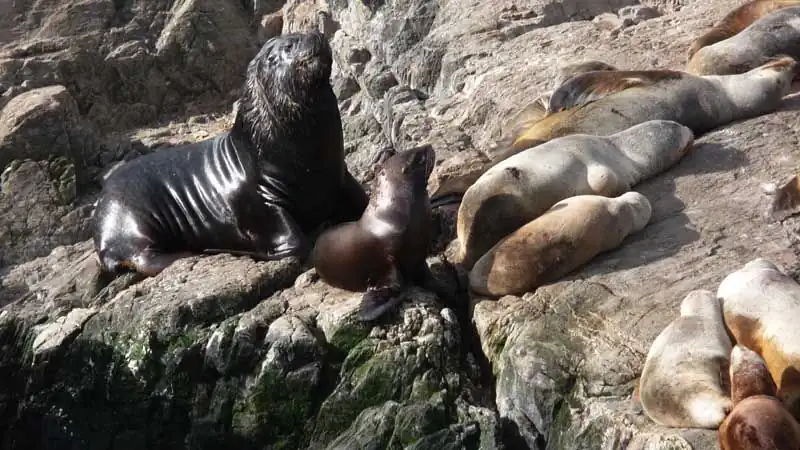 Navegación por el Canal de Beagle