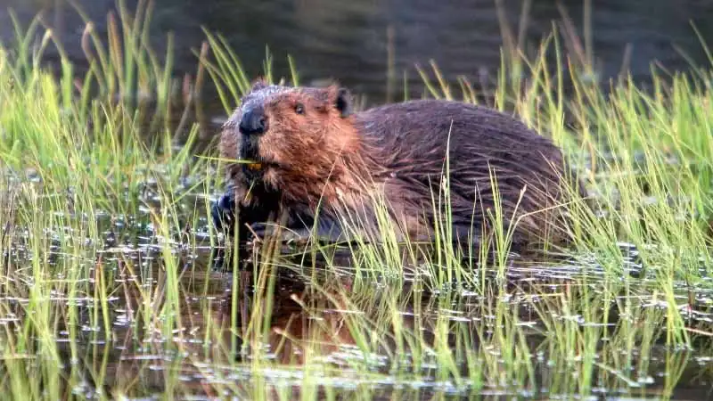 Avistaje de Castores