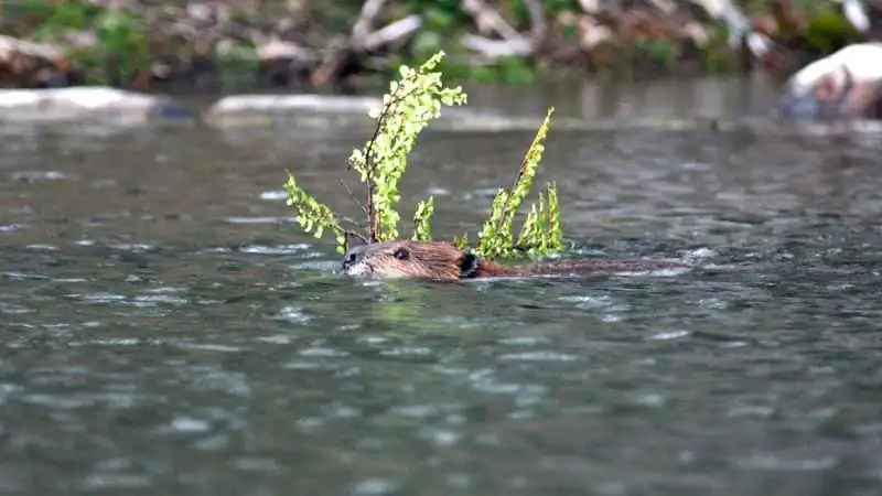 Avistaje de Castores