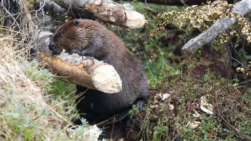 Avistaje de Castores