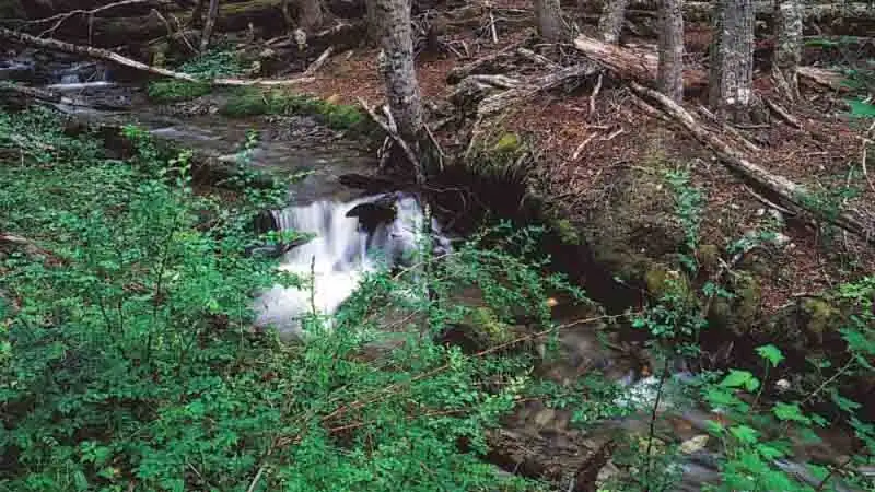 Avistaje de Castores