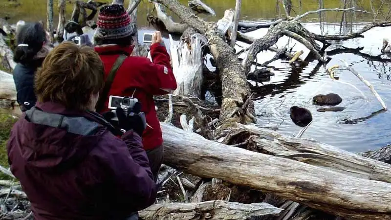 Avistaje de Castores